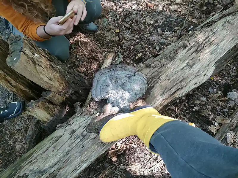 Teamuitje speurtocht naar paddenstoelen in het bos